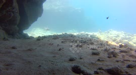 Whitetip Reef Sharks #9