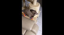 Baby raccoons playing