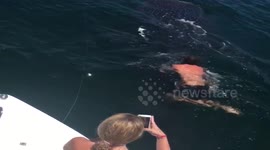 Whale Shark Video