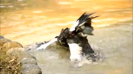 Ducks Fighting