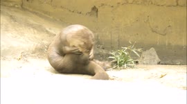 Otter Goes Crazy At The Zoo... Again