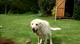 Dog demonstrates remarkable waving ability