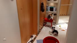 French bulldog puppy tries to play with cat