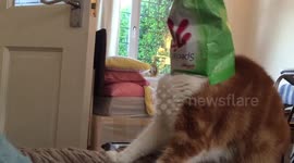 Cat gets his head stuck in a bag of crisps