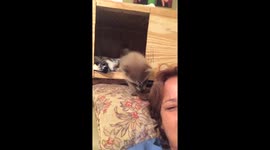 Cute! Baby raccoons playing with owners hair