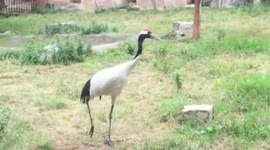 'Kung fu crane' battles three tigers at Chinese zoo and wins