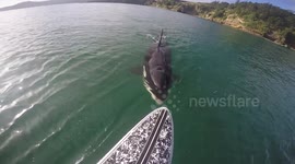 Killer whale swims under paddleboarder