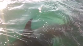 Pod of killer whales play with boat off Auckland coast