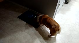 Corgi Foodgasm