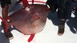 Fishermen catch 'first' warm-blooded fish off US coast