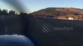 Small plane hits deer on runway