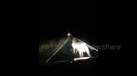 Kangaroo sent flying past windscreen after crash