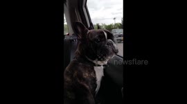 Funny French bulldog