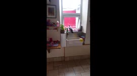 Pigeon in the kitchen