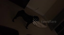 Pug barked so hard he almost vomited