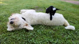 Newborn Goat tries to cross over Dog