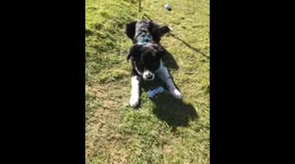 Cute wee collie puppy