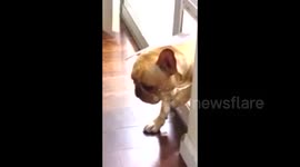 Guilty French Bulldog