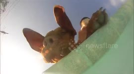 Dog tries to steal camera