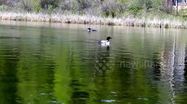 Encounter with Loon family Video
