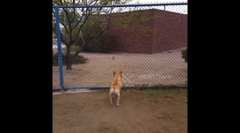 Niko the Frenchie Kicks!