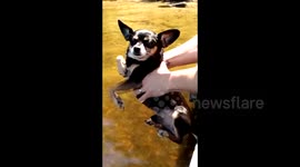 Chihuahua tries to swim without its feet touching the water