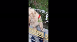 Very cute dog (i actually call them with my friends name instead of call the dog/s witg their real name)