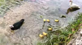 Mother duck chases off uninvited dinner guest