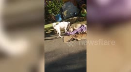 Pet dog cries as it refuses to leave dead friend hit by car