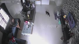 Cats distract owner from working by jumping around room