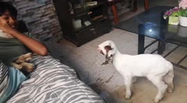 Funny goat bleats like a dog while playing with owner
