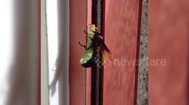 Aggressive wasp struggles to carry live caterpillar while climbing a building