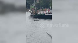 Enormous saltwater crocodile shocks locals after it climbs ferry cable in Australia