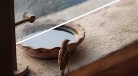 Cute sparrow drinks water in Mumbai, India