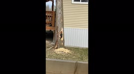 Pileated woodpecker pecks massive hole in dead tree