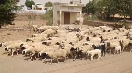 A shepherd carry his folk of sheep one place to another to search of food in Rajasthan India.
