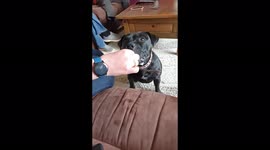 Testing the dog with fake dog treats to see how long it takes for her to realise there's nothing there