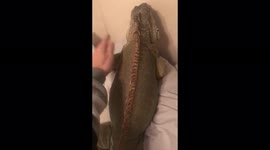 Who says green iguanas (reptiles) don't like to be petted? Slush go to the right and go to the left lol