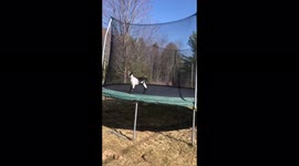 Brittany, our baby goat of 25 days old, loves jumping on the trampoline i