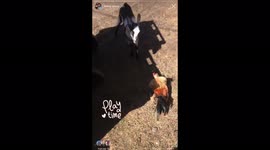 Brittany, my baby goat « 19 days old » and CoCOQ, my miniature rooster, are having fun together
