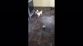 5 chihuahuas and one chick who think he is a chihuahua too lol