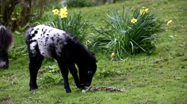 Meet the 2-week-old miniature pony who is barely taller than a DAFFODIL
