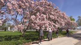 Niagara Falls Ontario Canada in full bloom this spring but few local and no international tourists around due to the never ending COVID 19 pandemic lockdown and stay home order