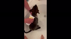 Puppy’s bath used to be hard. Now after 4 month we got him he’s doing much better.