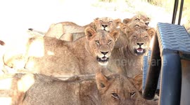 Pride of lions seek shelter from South Africa sun by lying next to filmer's vehicle