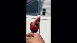 Chicago man forms amazing bond with beautiful wild cardinal bird