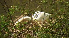 Female Swan tidying her huge nest on Oakham canal during late afternoon. Her mate puts in a brief appearance