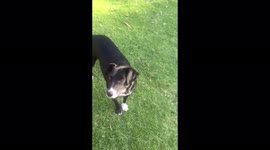 Smart dog learning some agility tricks