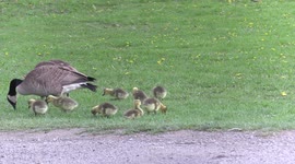 Two cute Canada geese parents with their baby goslings in city park in Markham near Toronto Canada today doing goose things