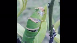 Wild creatures, caterpillar eating leaves, macro shots, nature